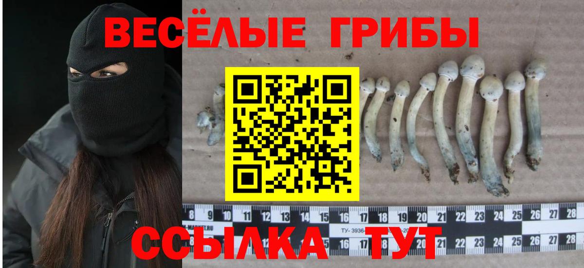 Псилоцибиновые грибы Cubensis Владикавказ